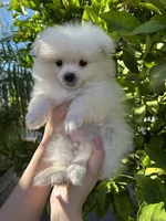 Luigi, a male Pomeranian for sale in Corona, CA – 4 of 7