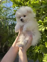 Luigi, a male Pomeranian for sale in Corona, CA – 7 of 7