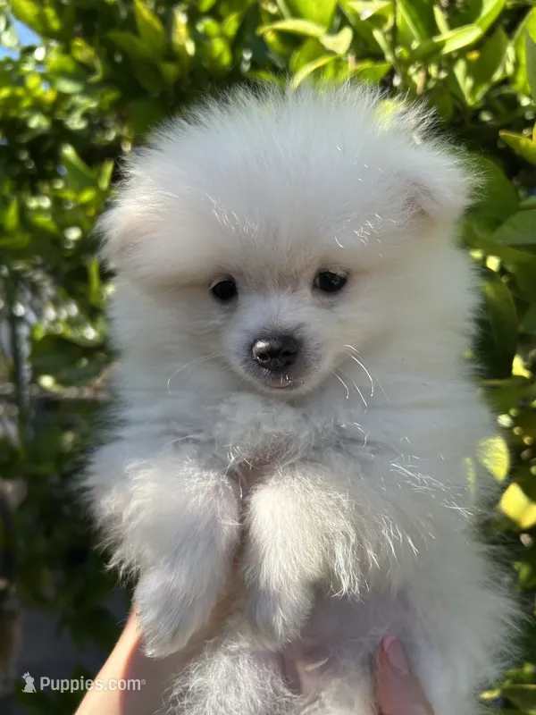 Luigi – Pomeranian puppy for sale in Corona, CA