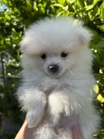 Luigi, a male Pomeranian for sale in Corona, CA – 1 of 7
