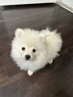 Luigi, a male Pomeranian for sale in Corona, CA – 10 of 10