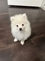 Luigi, a male Pomeranian for sale in Corona, CA – 9 of 10
