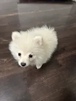 Luigi, a male Pomeranian for sale in Corona, CA – 8 of 10