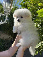 Mario, a male Pomeranian for sale in Corona, CA – 5 of 7