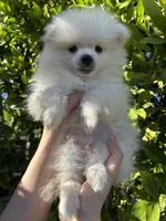 Luigi, a male Pomeranian for sale in Corona, CA – 6 of 7
