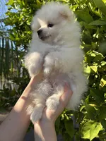 Luigi, a male Pomeranian for sale in Corona, CA – 5 of 7