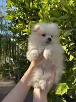 Luigi, a male Pomeranian for sale in Corona, CA – 2 of 7