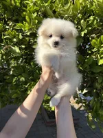 Mario, a male Pomeranian for sale in Corona, CA – 6 of 7