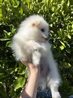 Mario, a male Pomeranian for sale in Corona, CA – 4 of 7