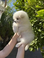 Mario, a male Pomeranian for sale in Corona, CA – 3 of 7