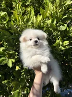 Mario, a male Pomeranian for sale in Corona, CA – 2 of 7