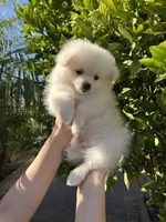 Mario, a male Pomeranian for sale in Corona, CA – 1 of 7