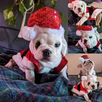 Sten, a male English Bulldog for sale in Raleigh, NC – 3 of 3