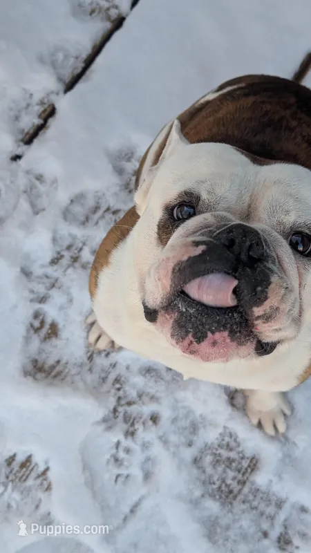 Sten – English Bulldog puppy for sale in Raleigh, NC