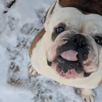 Sten, a male English Bulldog for sale in Raleigh, NC – 1 of 3