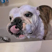Sten, a male English Bulldog for sale in Raleigh, NC – 2 of 3