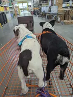 Sohvi, a female English Bulldog for sale in Raleigh, NC – 2 of 2