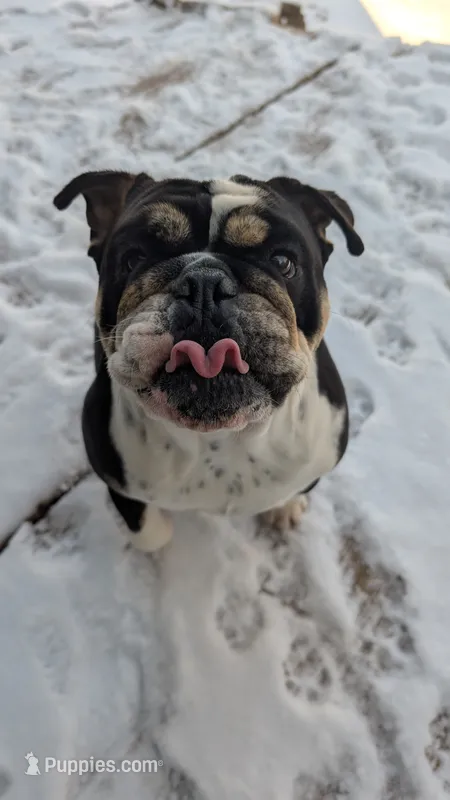 Sohvi – English Bulldog puppy for sale in Raleigh, NC