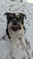 Sohvi, a female English Bulldog for sale in Raleigh, NC – 1 of 2