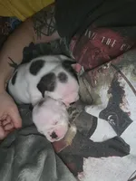 Rosemary, a female English Bulldog for sale in Raleigh, NC – 3 of 8