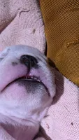Rosemary, a female English Bulldog for sale in Raleigh, NC – 2 of 8