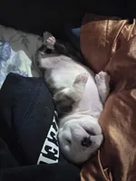 Rosemary, a female English Bulldog for sale in Raleigh, NC – 8 of 8