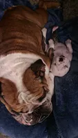 Rosemary, a female English Bulldog for sale in Raleigh, NC – 4 of 8