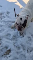 Rune, a female English Bulldog for sale in Raleigh, NC – 2 of 3