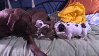 Rosemary, a female English Bulldog for sale in Raleigh, NC – 5 of 8