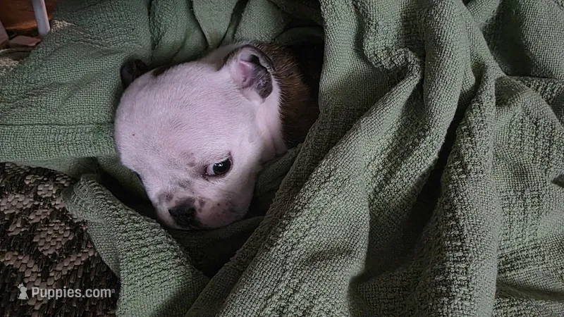 Rosemary – English Bulldog puppy for sale in Raleigh, NC