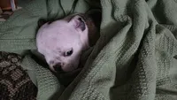 Rosemary, a female English Bulldog for sale in Raleigh, NC – 1 of 8