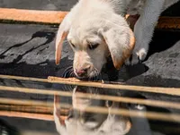 Finn , a male Labrador Retriever for sale in Whiting, KS – 2 of 4