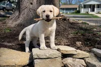 Finn , a male Labrador Retriever for sale in Whiting, KS – 1 of 4