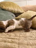 Patch , a male Dachshund for sale in Whiting, KS – 3 of 3