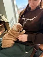 Mickey Blue Eyes , a male English Bulldog for sale in Whiting, KS – Photo 2 of 3