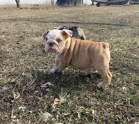 Mickey Blue Eyes , a male English Bulldog for sale in Whiting, KS – Photo 3 of 3
