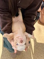 Mickey Blue Eyes , a male English Bulldog for sale in Whiting, KS – Photo 1 of 3