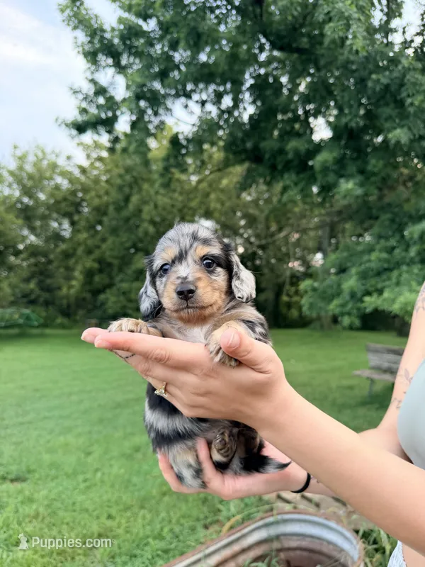 Kole  – Dachshund puppy for sale in Whiting, KS