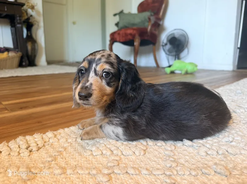 Kole  – Dachshund puppy for sale in Whiting, KS