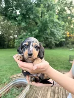 Oscar Meyer , a male Dachshund for sale in Whiting, KS – 1 of 1