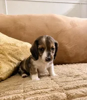 Patch , a male Dachshund for sale in Whiting, KS – 2 of 3