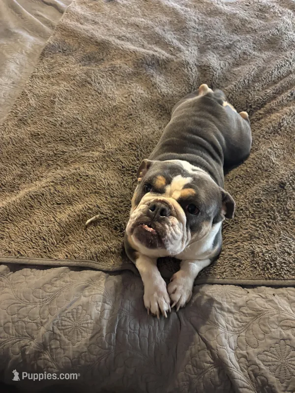 Jazzy , a female English Bulldog for sale in Whiting, KS – Photo 1 of 3