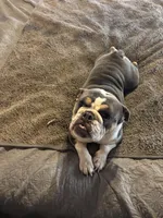 Jazzy , a female English Bulldog for sale in Whiting, KS – Photo 1 of 3