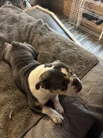 Jazzy , a female English Bulldog for sale in Whiting, KS – Photo 3 of 3