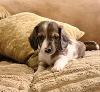 Patch , a male Dachshund for sale in Whiting, KS – 1 of 3