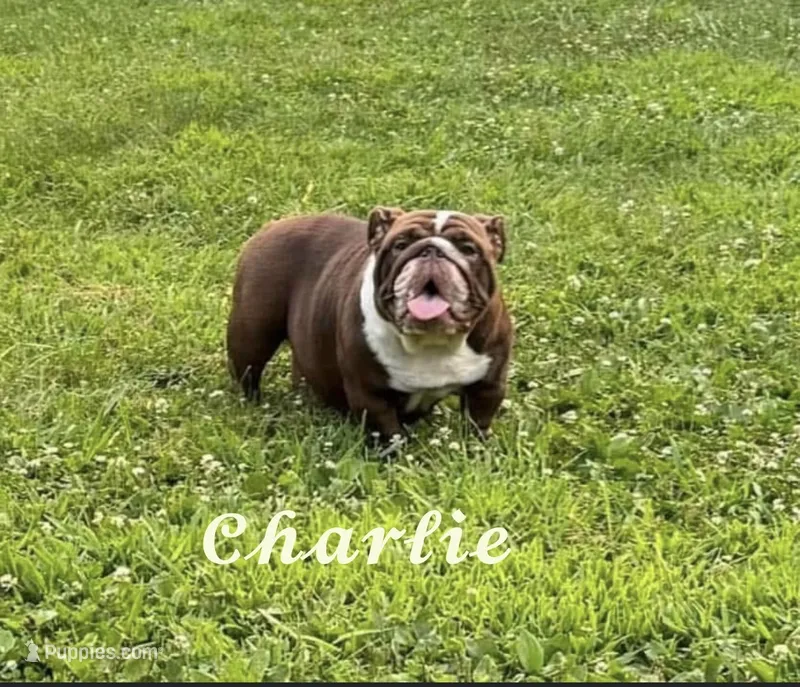 Charlie  – English Bulldog puppy for sale in Whiting, KS
