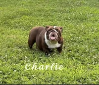 Charlie , a female English Bulldog for sale in Whiting, KS – 1 of 1