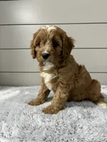 Ivy , a female Cavapoo for sale in Millersburg, OH – 4 of 8