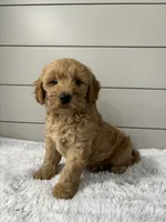 Max, a male Miniature Goldendoodle for sale in Millersburg, OH – 5 of 6