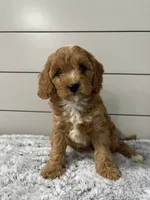 Nova , a female Cavapoo for sale in Millersburg, OH – 9 of 9